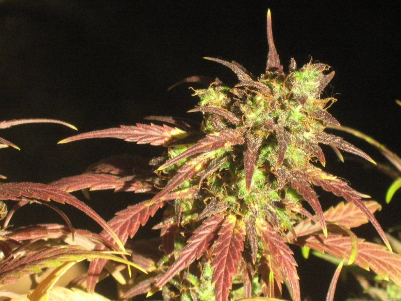 Black Cream Auto - feminizovaná a samonakvétací semínka 3ks Sweet Seeds