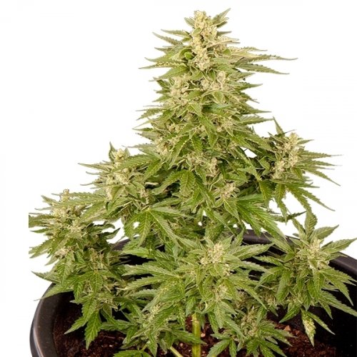 Royal Critical Automatic - feminized And autoflowering seeds 3 pcs Royal Queen Seeds