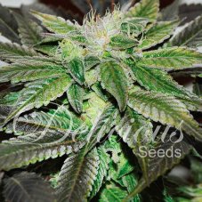 Delicious Seeds Sugar Candy Feminized Seeds