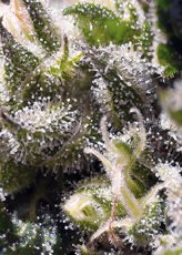 Cream Caramel Auto – samonakvétací semena 10 ks Sweet Seeds