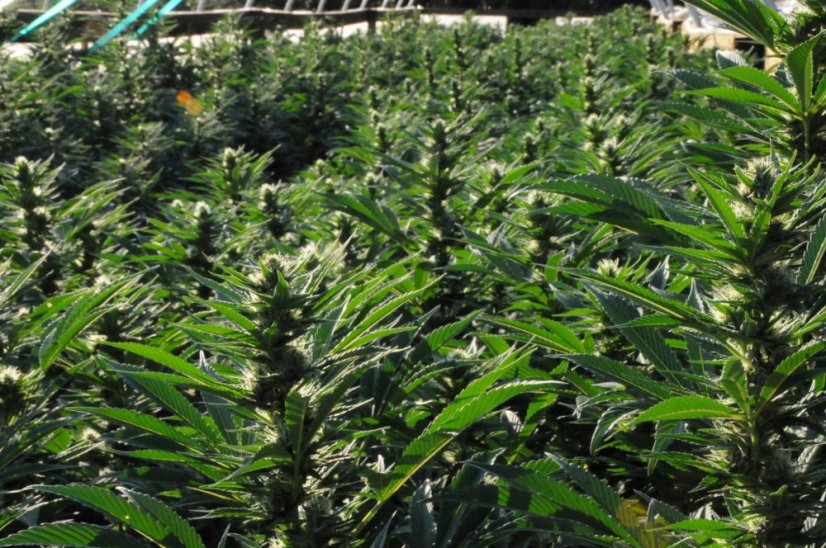 OG Kush - feminizovaná semienka 3ks Humboldt