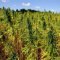 The worlds largest marijuana producers