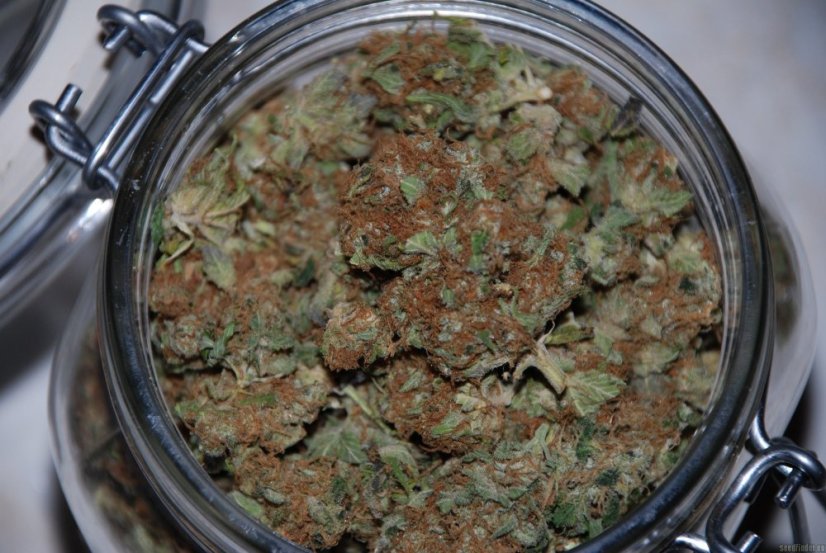 Northern Lights – feminizované semienka 5 ks Ministry of Cannabis