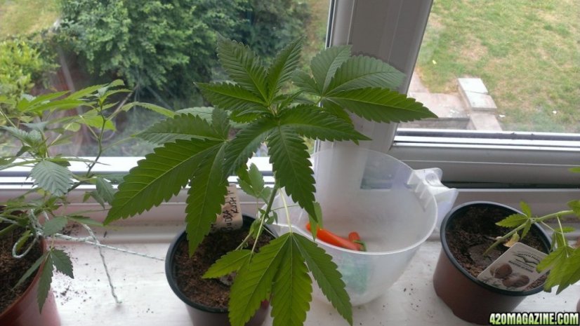 Bubba Kush Auto - fem. a autoflowering semienka 5ks Dinafem