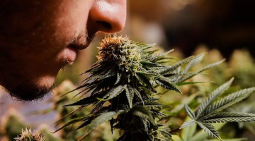 Wie kann man den Terpengehalt im Cannabis erhöhen?