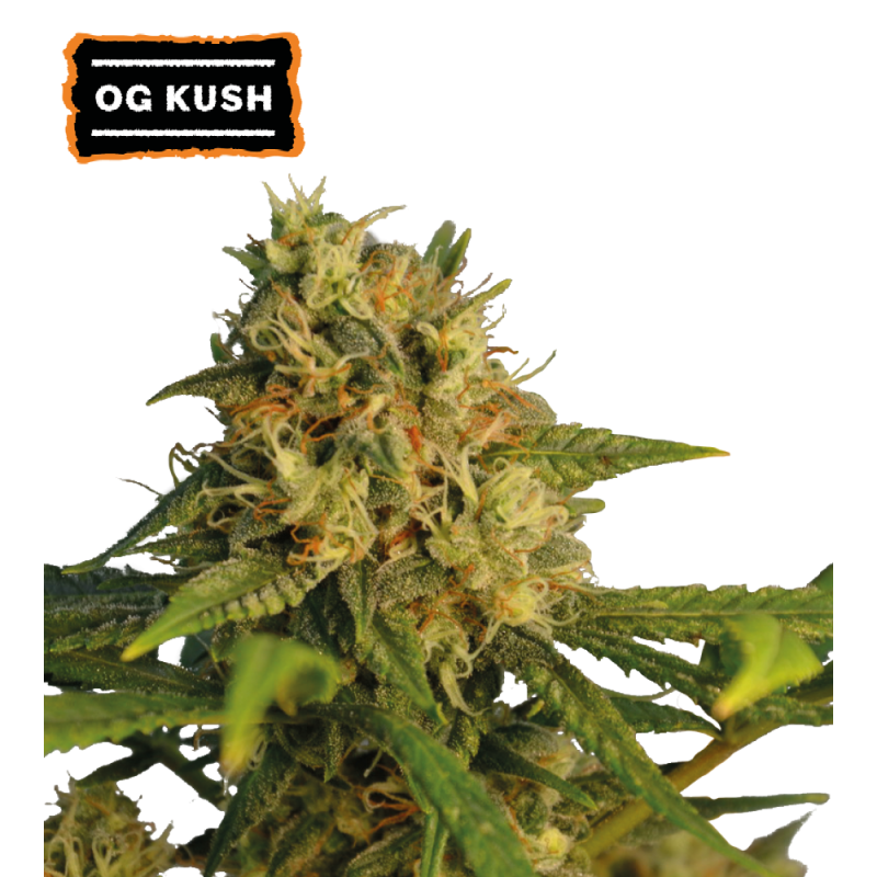 OG Kush Feminizowane Nasiona -5