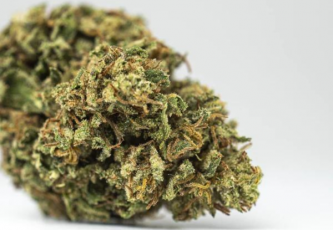 Blueberry - Indisches Cannabis mit hohem THC-Gehalt und einer interessanten genetischen Abstammung