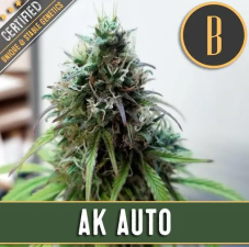 Blimburn Seeds AK Auto samonakvétací semena, 9 ks