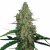 G13 Haze – feminizovaná semínka 10 ks Barney´s Farm