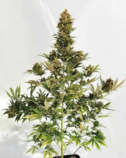 BlimBurn Seeds Original Clon feminizované semená