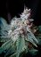Cream Caramel – feminizované semienka 10ks Sweet Seeds