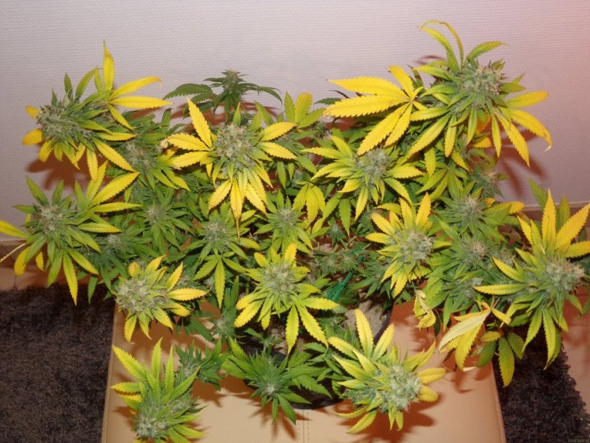 Shiva Skunk - semínka 10 ks standardizovaná Sensi Seeds