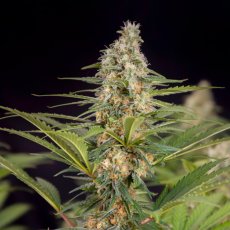 Cali Crasher - feminized seeds 3 pcs, Doctor's Choice
