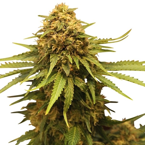 Critical - feminizovaná semínka 10 ks Royal Queen Seeds