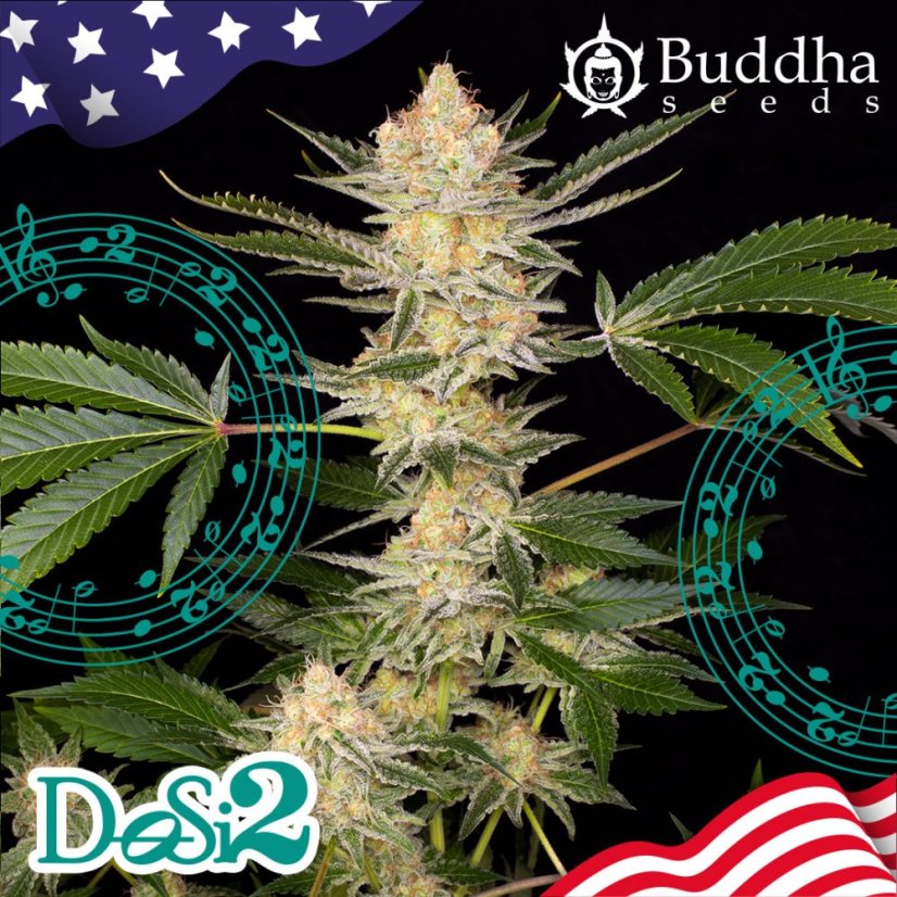 Buddha DoSi2, 3 ks