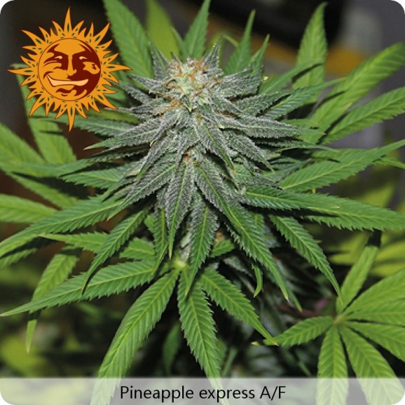 Pineapple Express – samonakvetací semínka 5ks Barney's Farm