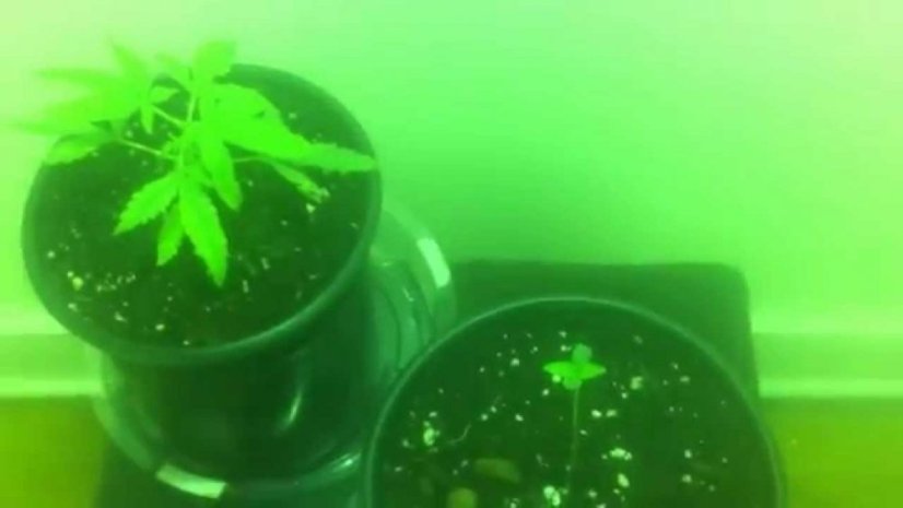 Sour Diesel Auto - fem. a autoflowering semienka 10ks Dinafem