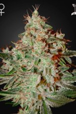 Lemon Skunk - 10ks feminizovaná semienka Green House Seeds