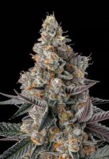 Paradise Seeds x Compound Genetics Shake Back feminizovaná semena, 3 ks
