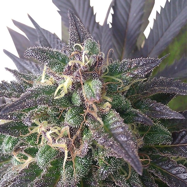 Blue Mystic - feminizovaná semínka 10 ks Royal Queen Seeds