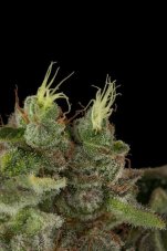 Bubba Kush - feminizovaná semienka 3ks Humboldt