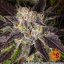 Girl Scout Cookies - feminizované semená, 3 ks, Barneys Farm