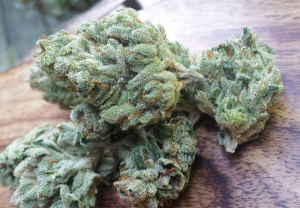 Chemdawg - hybridný kmeň konope