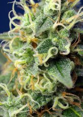 Green Poison CBD - semințe de cânepă feminizate 5 buc Sweet Seeds