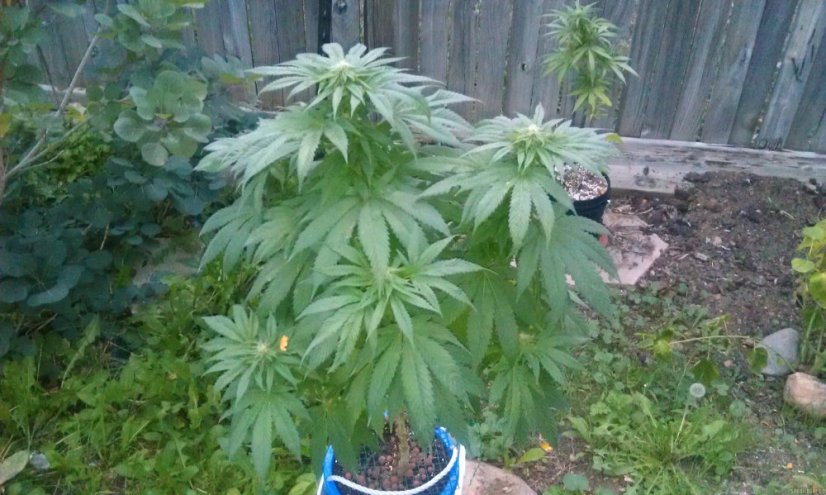Sour Blueberry - feminizovaná semienka 3ks Humboldt