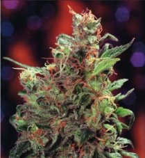 California Orange - feminizowane nasiona 10ks Dutch Passion