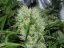 Orange Bud - Standardized Seeds 10 pcs Dutch Passion