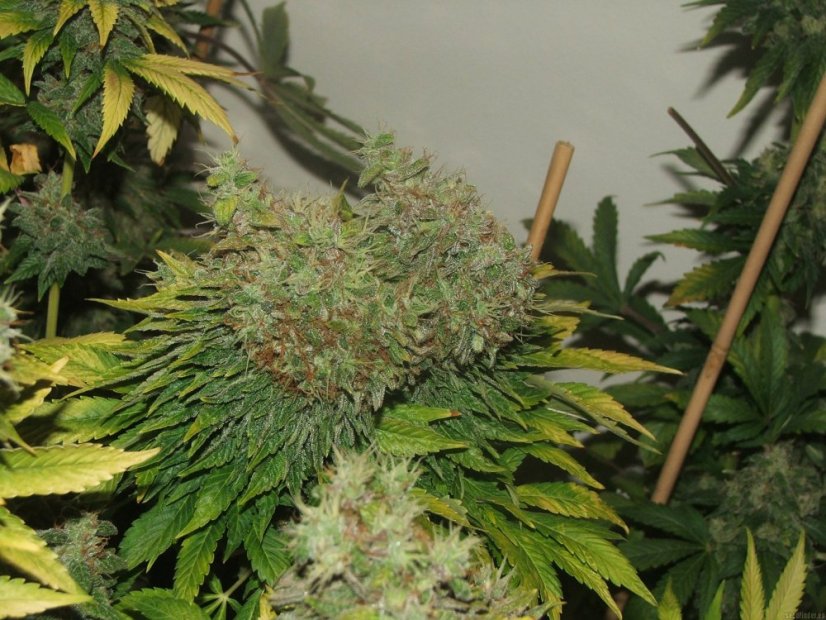 Mr Nice G13 x Hash Plant 10 ks štandardizované feminizované semená Sensi Seeds
