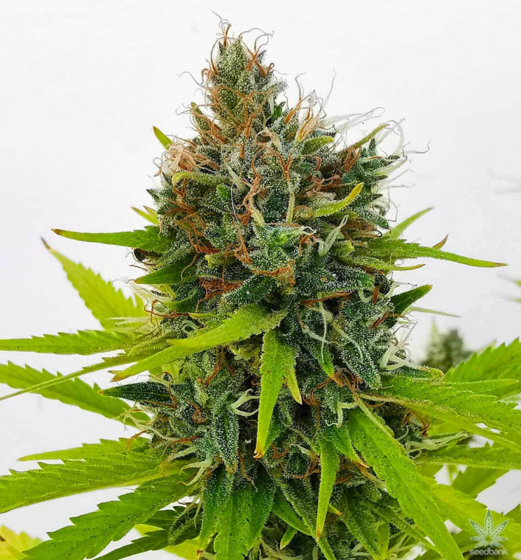 Northern Lights FAST - feminized marijuana seeds 5pcs Fair Seeds
