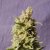 Mataro Blue - 3ks feminizovaná semínka Kannabia Seeds