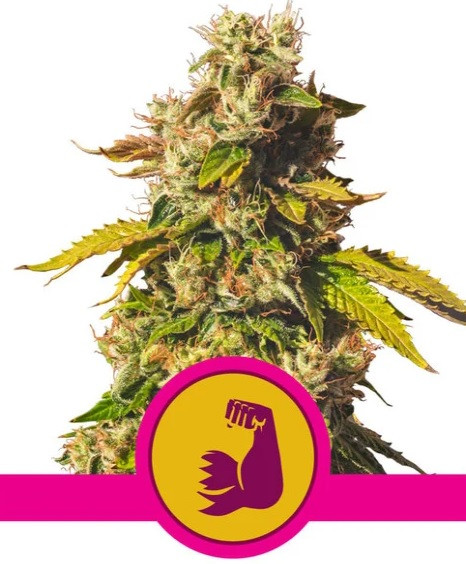 Hulkberry - feminizované semená 5 ks Royal Queen Seeds
