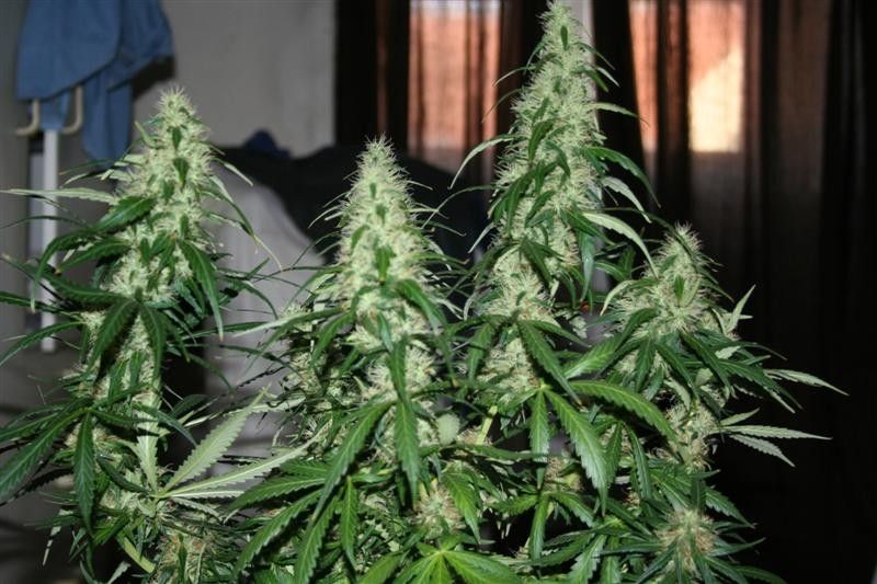 Shiva Skunk - 3 ks feminizovaná semínka Sensi Seeds