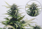 Anatomy of the Cannabis Flower