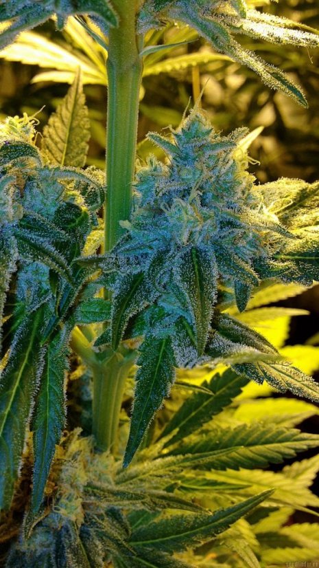 Mr Nice G13 x Hash Plant 10 ks štandardizované feminizované semená Sensi Seeds