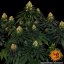 Skywalker OG Auto - autoflowering marijuana seeds 5 pcs Barney's Farm