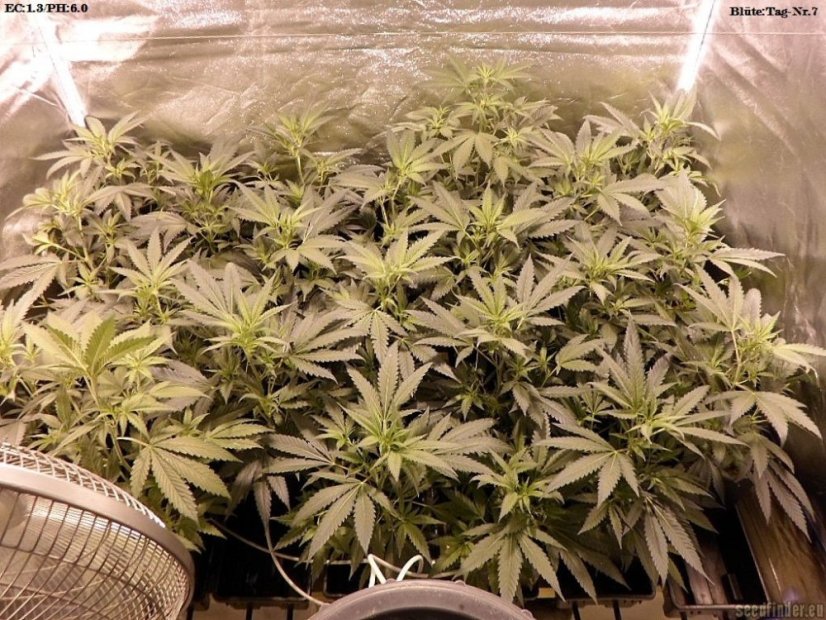 Shiva Skunk - 5 ks feminizovaná semínka Sensi Seeds