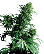 Shiva Shanti I - reguläre Samen 10 Stück Sensi Seeds