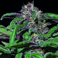 Ayahuasca Purple - 5 sztuk nasion feminizowanych Barney's Farm
