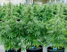 Hyperion F1 - autoflowering marijuana seeds 3pcs, Royal Queen Seeds