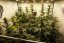 Fruity Juice - standardized seeds 10 pcs Sensi Seeds