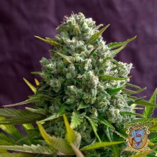 Cream 47 – feminizovaná semínka 5 ks Sweet Seeds