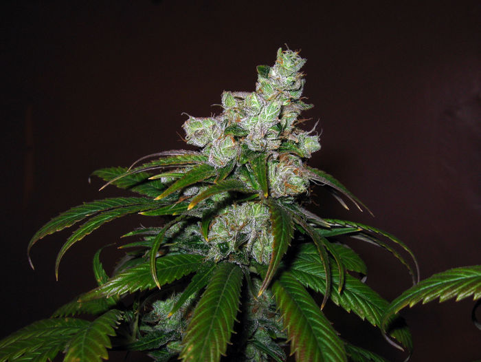 Trainwreck - feminizovaná semienka 3ks Humboldt