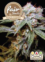 Black Domina – feminizované semienka 5 ks Fair Seeds