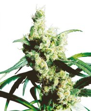 Silver Haze - semínka 10 ks standardizovaná Sensi Seeds