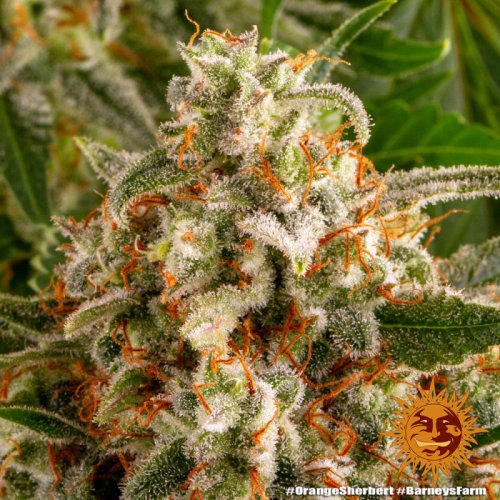 Orange Sherbert - feminized marijuana seeds 10 pcs Barney´s Farm