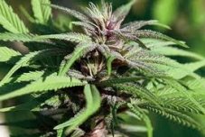 Crimea Blue - nasiona feminizowane 10 szt. Barney's Farms